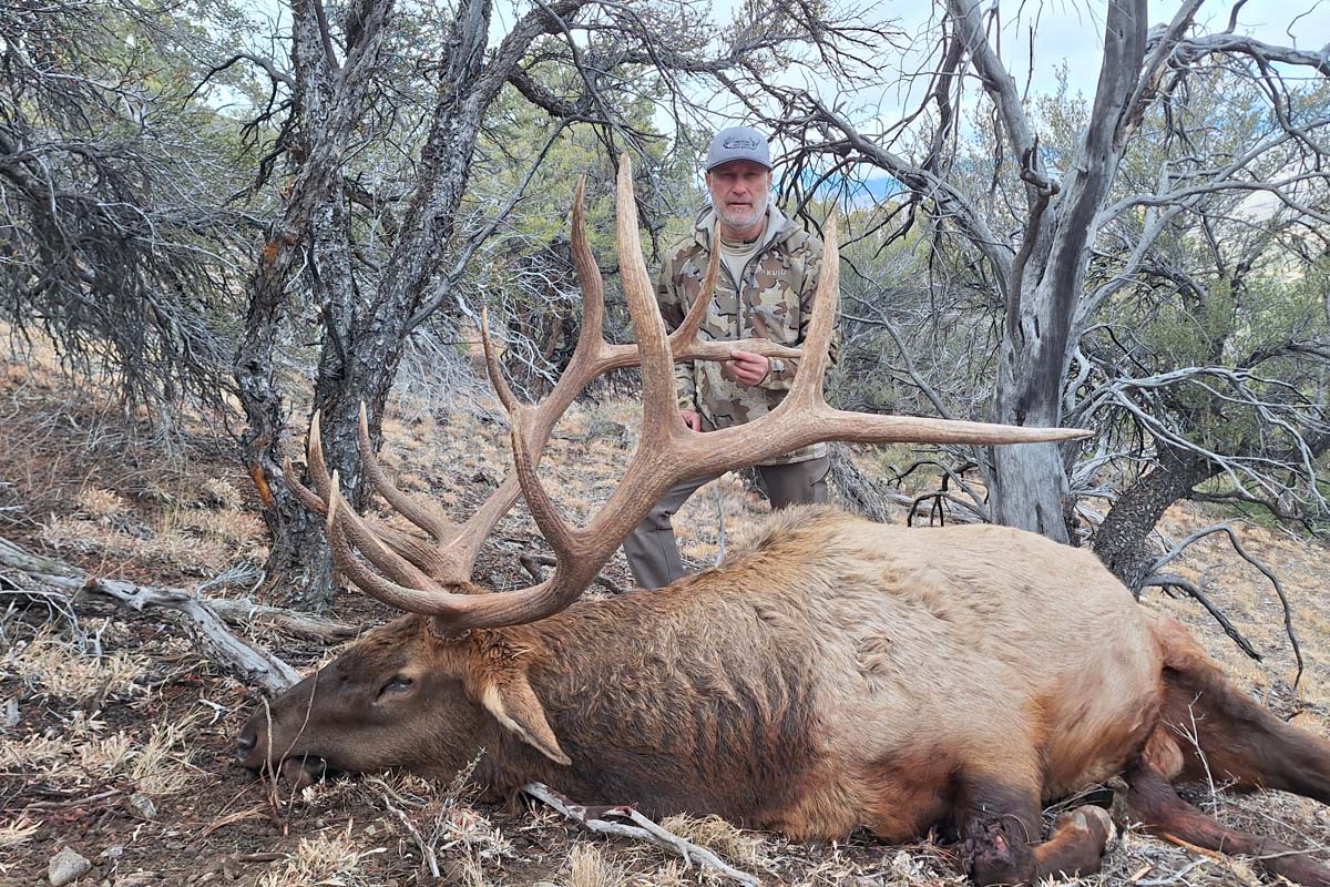 Nevada Trophy Bull 2025